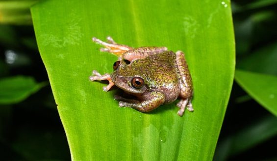 Discovery of a New Frog Species in Costa Rica’s Coffee Plantations