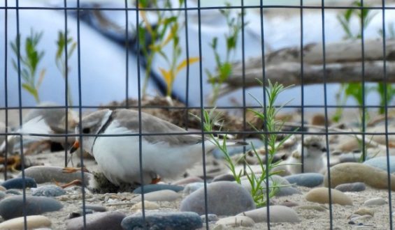 Waukegan Piping Plovers and Their New Additions