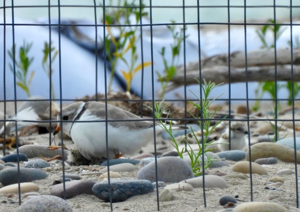 Waukegan Piping Plovers and Their New Additions