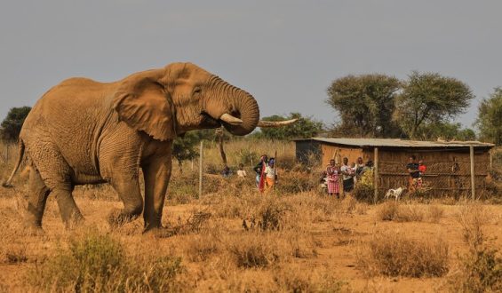 Elephant Deaths in Kenya Spark Concerns Over Human-Wildlife Conflict