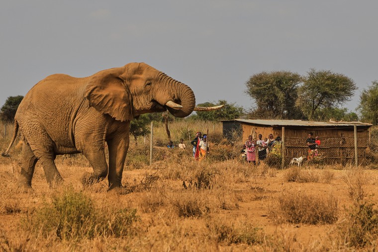 Elephant Deaths in Kenya Spark Concerns Over Human-Wildlife Conflict