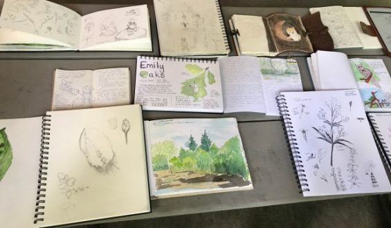 Chicago Nature Journaling Club: Connecting Through Observation
