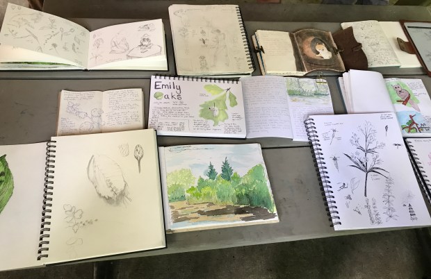 Chicago Nature Journaling Club: Connecting Through Observation