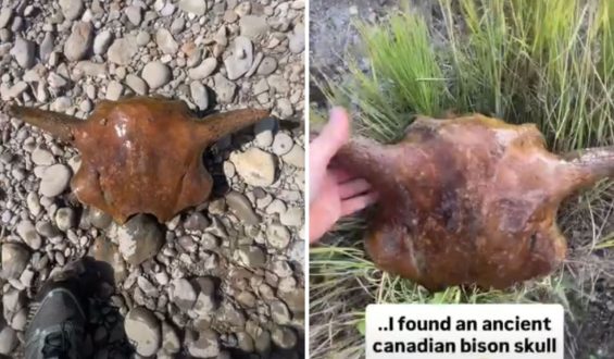 Discovery of Ancient Bison Skull in Alberta Sparks Interest