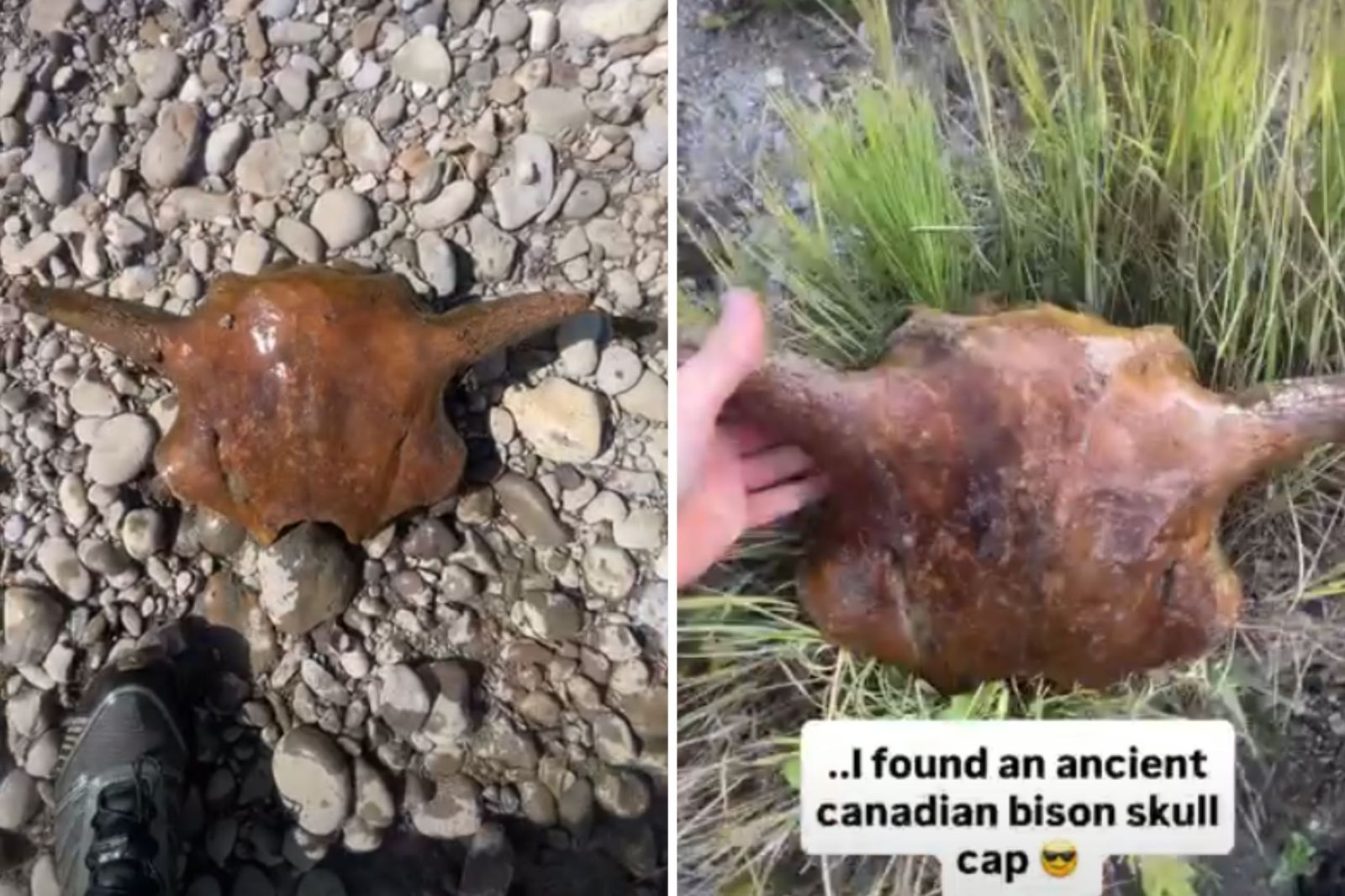 Discovery of Ancient Bison Skull in Alberta Sparks Interest