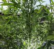 Illinois Regulators Propose Allowing Outdoor Cannabis Cultivation
