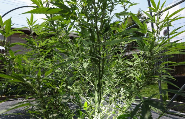 Illinois Regulators Propose Allowing Outdoor Cannabis Cultivation