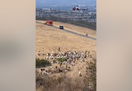 Southern California Sheepdog Acts as Honorary First Responder