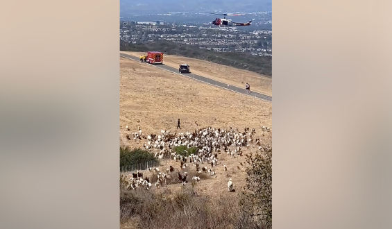 Southern California Sheepdog Acts as Honorary First Responder