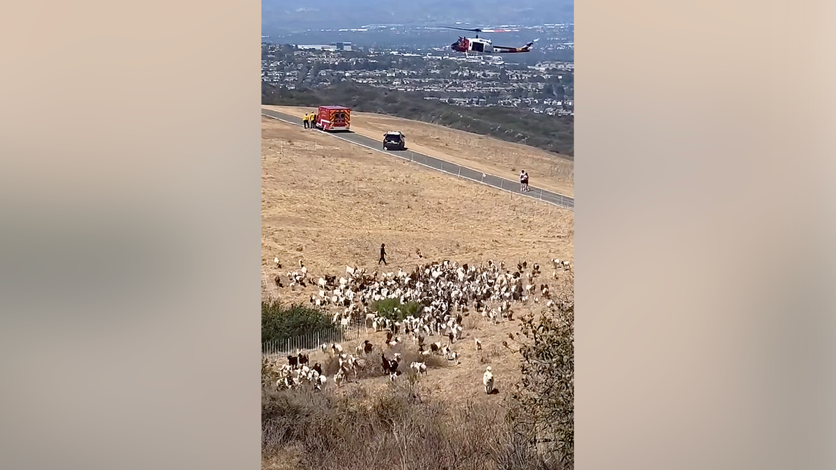 Southern California Sheepdog Acts as Honorary First Responder