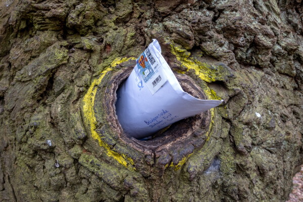 Germany’s Bridegroom’s Oak: A Unique Love Connection