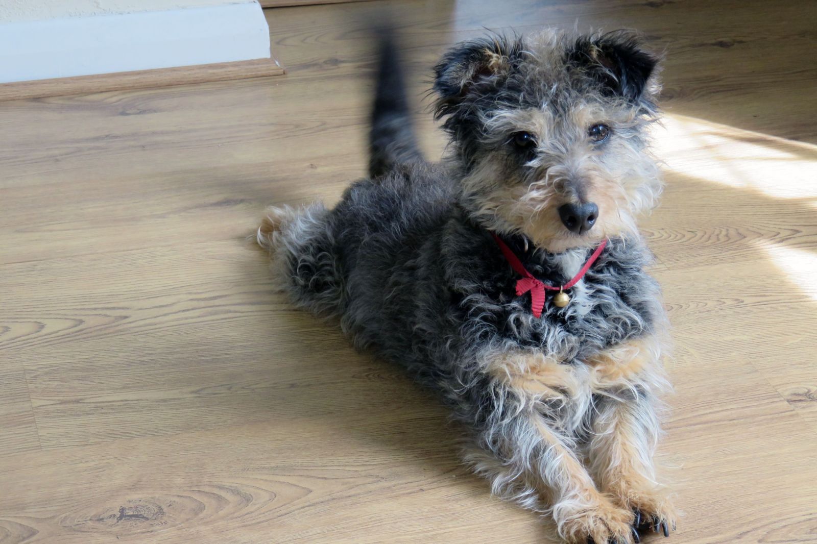 Understanding a Dog’s Wagging Tail