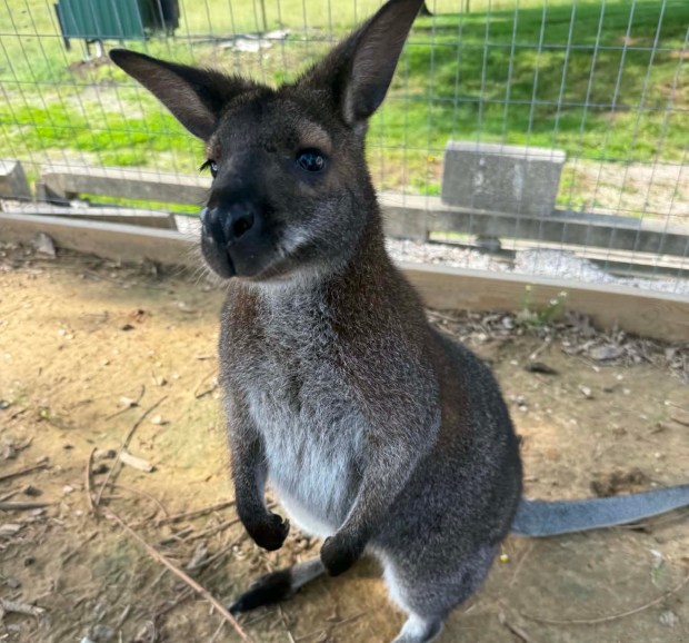 Wallabies Find New Home at Phillips Park Zoo in Aurora