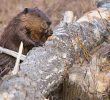 Maryland Officials Search for Beaver After Attacks