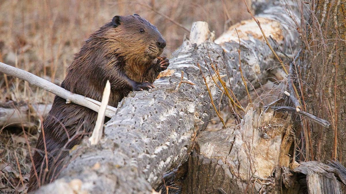 Maryland Officials Search for Beaver After Attacks