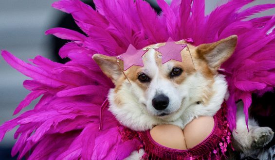 Corgi Extravaganza: An International Race in Vilnius