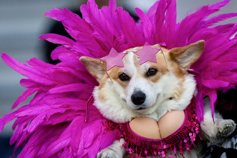 Corgi Extravaganza: An International Race in Vilnius
