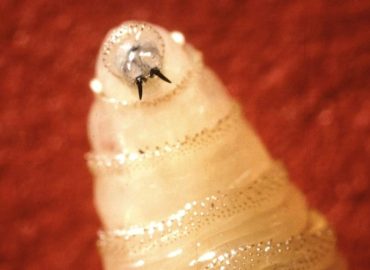 New World Screwworm Infestations in the U.S.