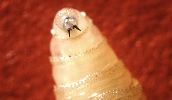 New World Screwworm Infestations in the U.S.