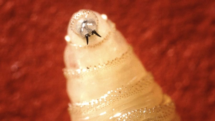 New World Screwworm Infestations in the U.S.