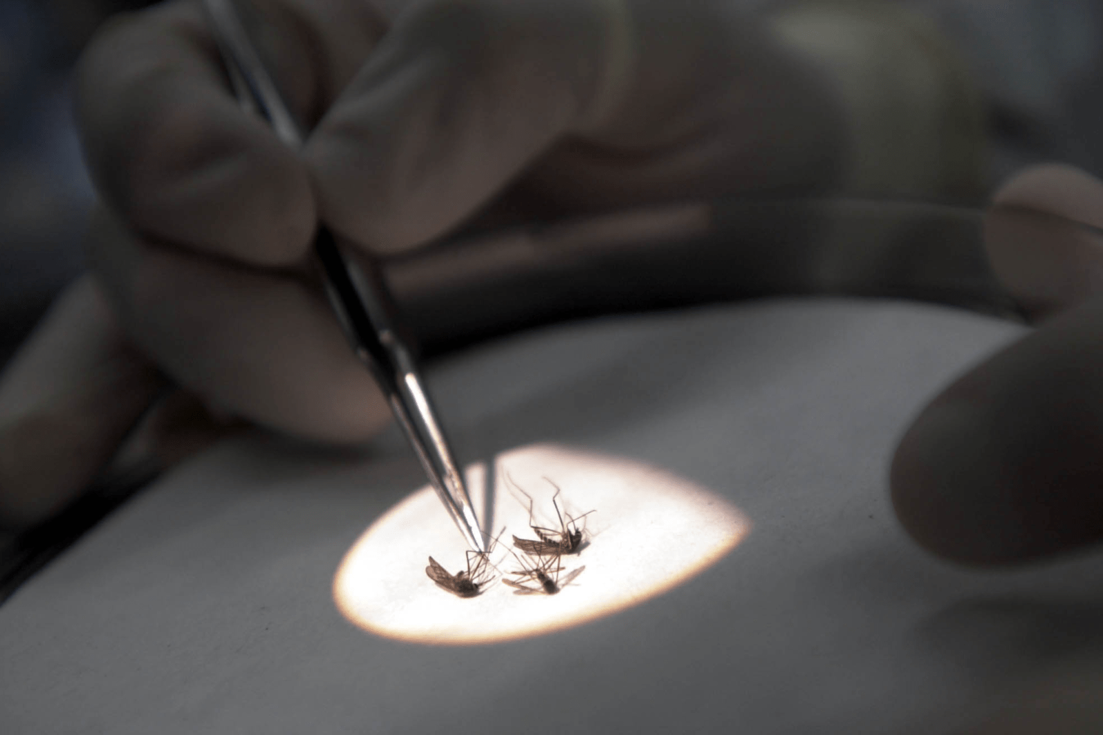 West Nile Virus Case Detected in New York City