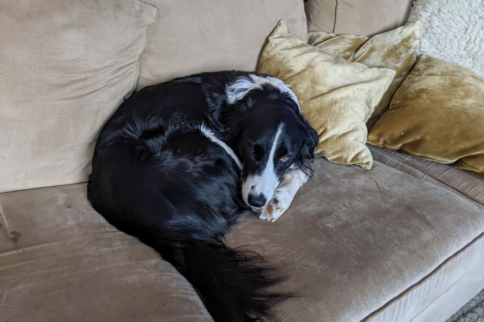 Understanding Why Dogs Take Your Spot
