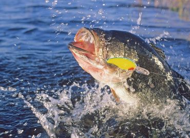 Deer Watching Leads to Bassmaster Victory