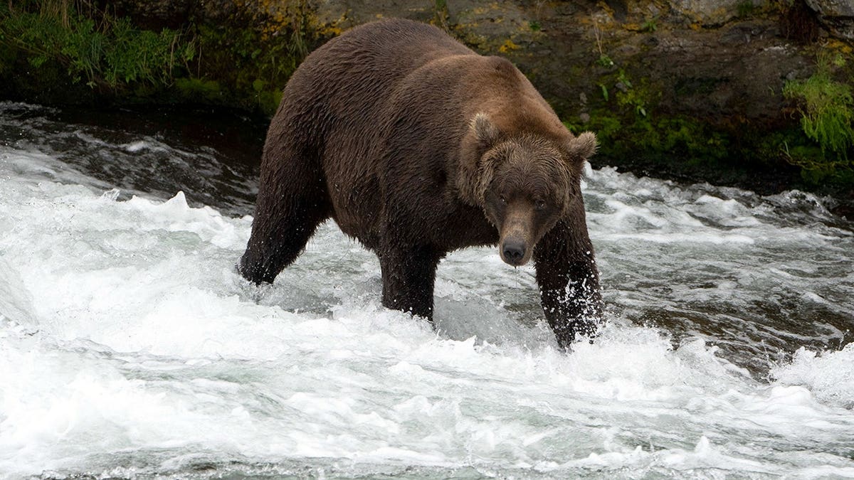 Alaskan Moose Hunter Survives Brown Bear Attack