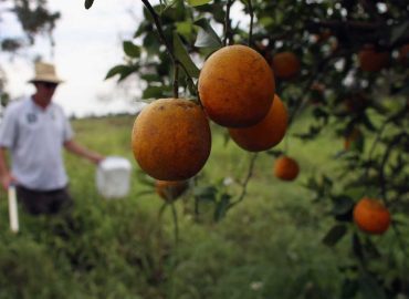 Gene Editing Brings Hope to Florida Citrus Growers Battling Greening Disease