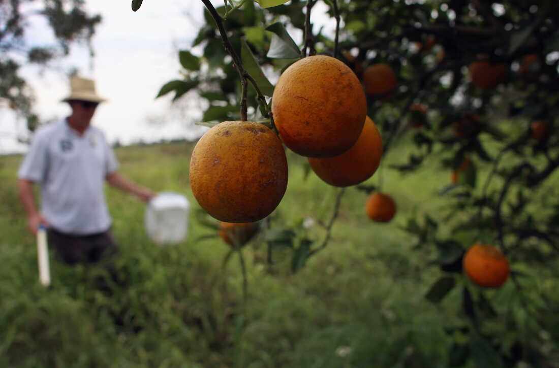 Gene Editing Brings Hope to Florida Citrus Growers Battling Greening Disease
