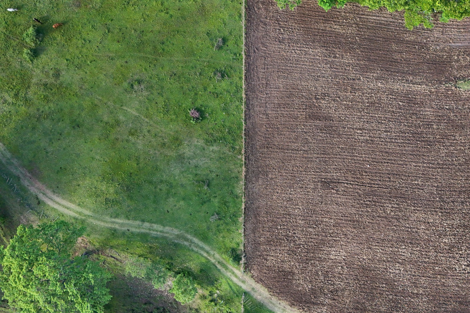 Severe El Niño Threatens Global Food Supply and Prices