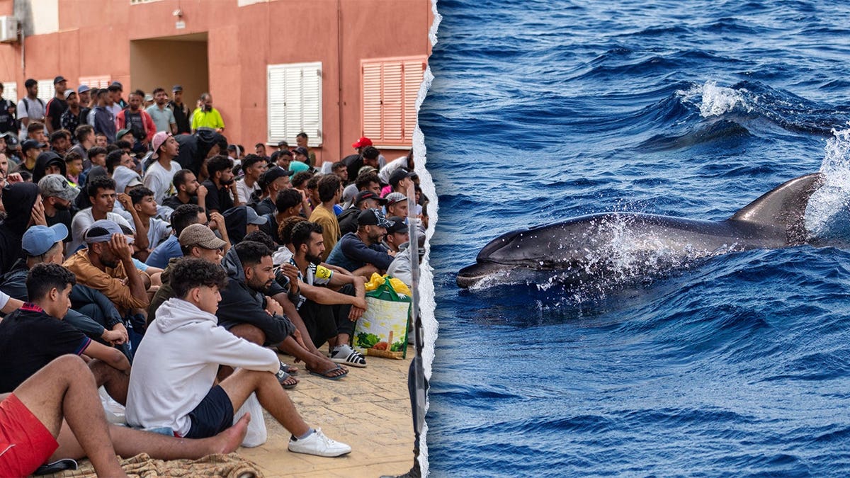 Incident in Ceuta: Migrants Involved in Dolphin Abuse Sparks Outrage