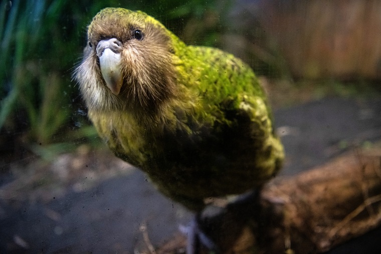 Endangered Kakapo Parrot Records Baby Boom in New Zealand
