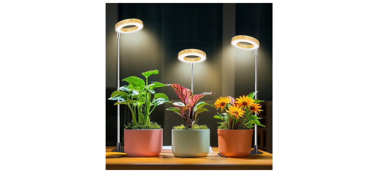 Essential Tools for Indoor Plant Care in Fall