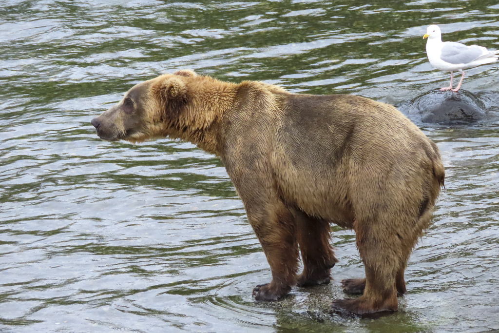 Fat Bear Week: A Unique Celebration in Katmai National Park