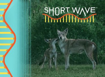 Ghost Genes and the American Red Wolf: A Conservation Effort