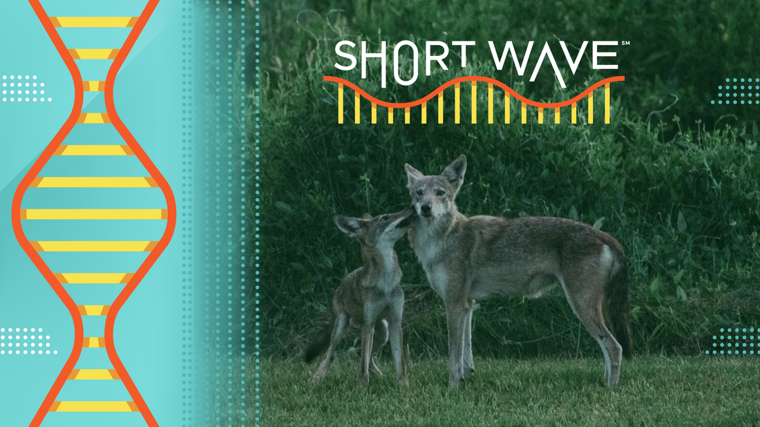 Ghost Genes and the American Red Wolf: A Conservation Effort
