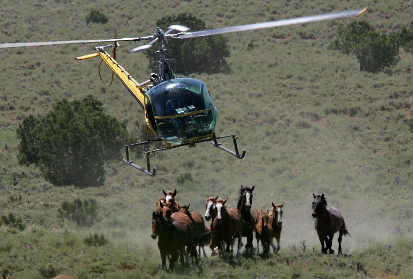 Wild Horse Roundups in the Western U.S. Under Scrutiny