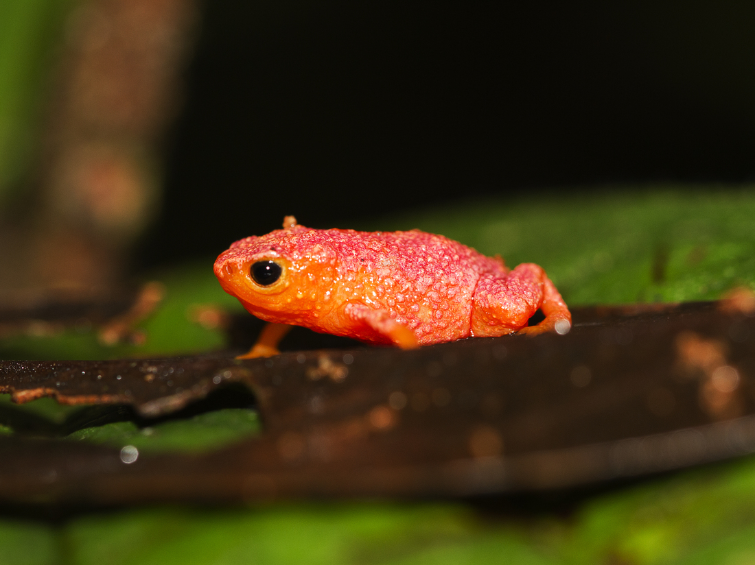 Understanding the Pumpkin Toadlet: A Unique Amphibian