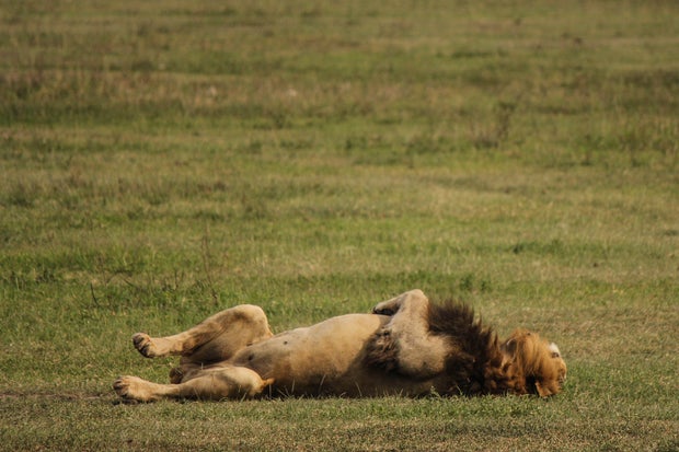 Suspected Poisoning of Lions in Tanzania’s Ngorongoro Conservation Area