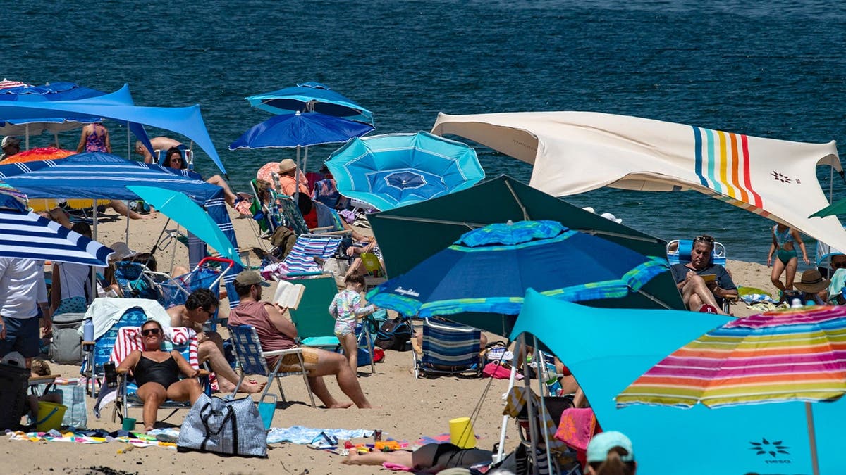 Great White Sharks Drive Tourism in Cape Cod