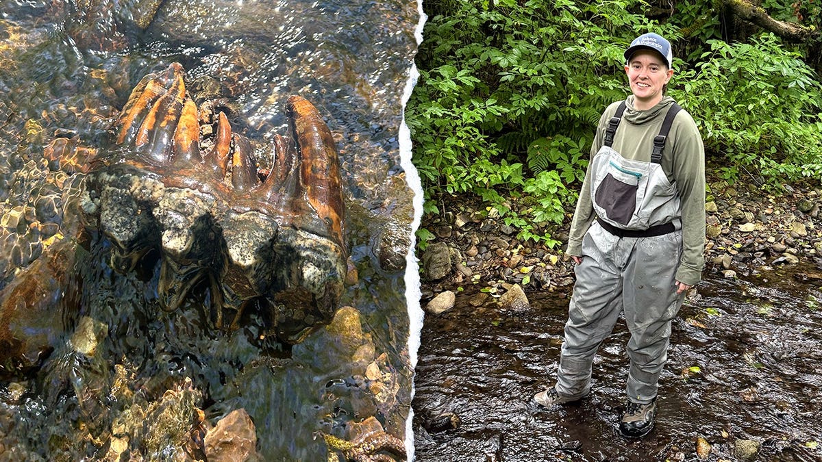 Mastodon Tooth Unearthed in California Creek Offers Glimpse into Ice Age