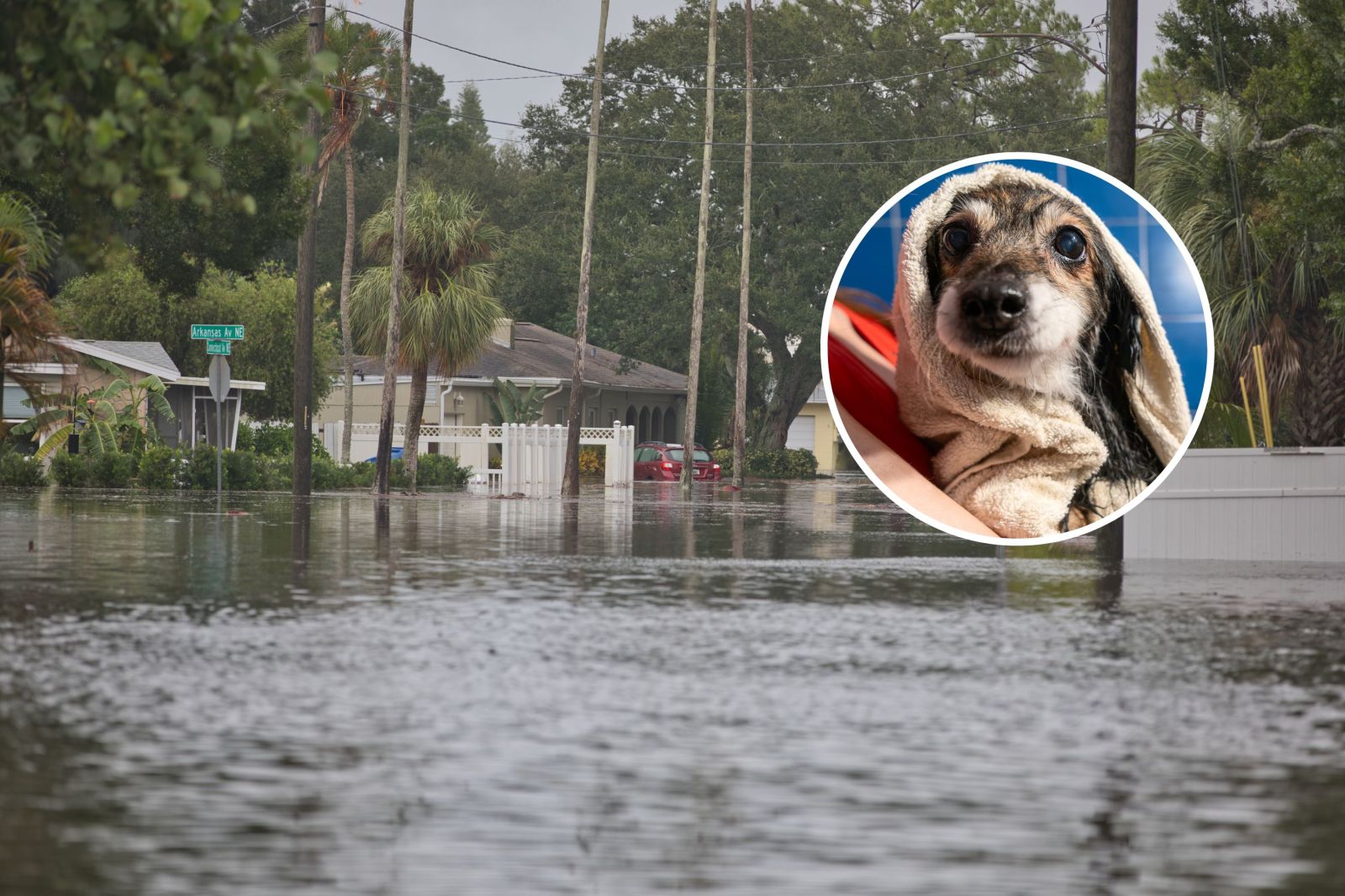 Preparing for a Supersized El Niño: Insights for Pet and Livestock Owners