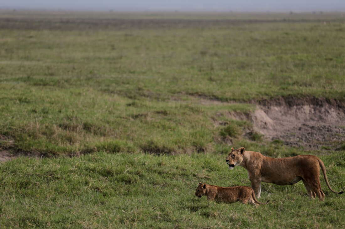 Investigation into Lion Deaths in Tanzania Centers on Poisoning