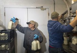 Idaho’s Dairy Industry Faces Labor Challenges Amid Immigration Crackdowns