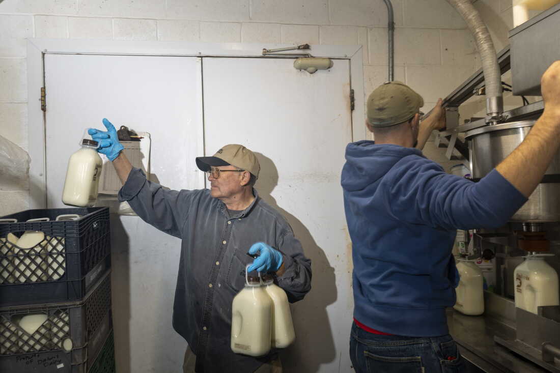 Idaho’s Dairy Industry Faces Labor Challenges Amid Immigration Crackdowns