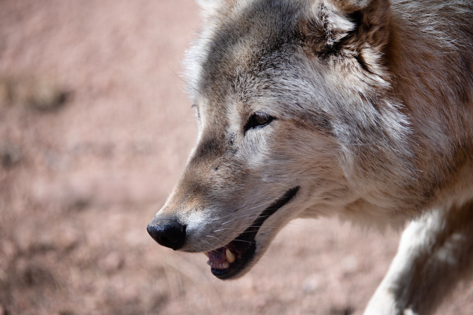 Trump Orders Federal Review of Gray Wolf Protections