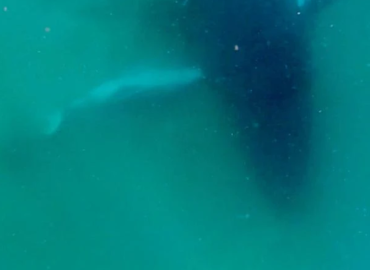 Humpback Whale’s Grieving Behavior Offers Insight into Marine Mammals