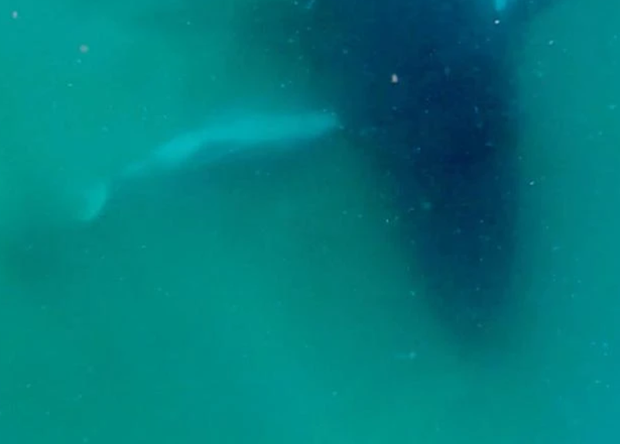 Humpback Whale’s Grieving Behavior Offers Insight into Marine Mammals