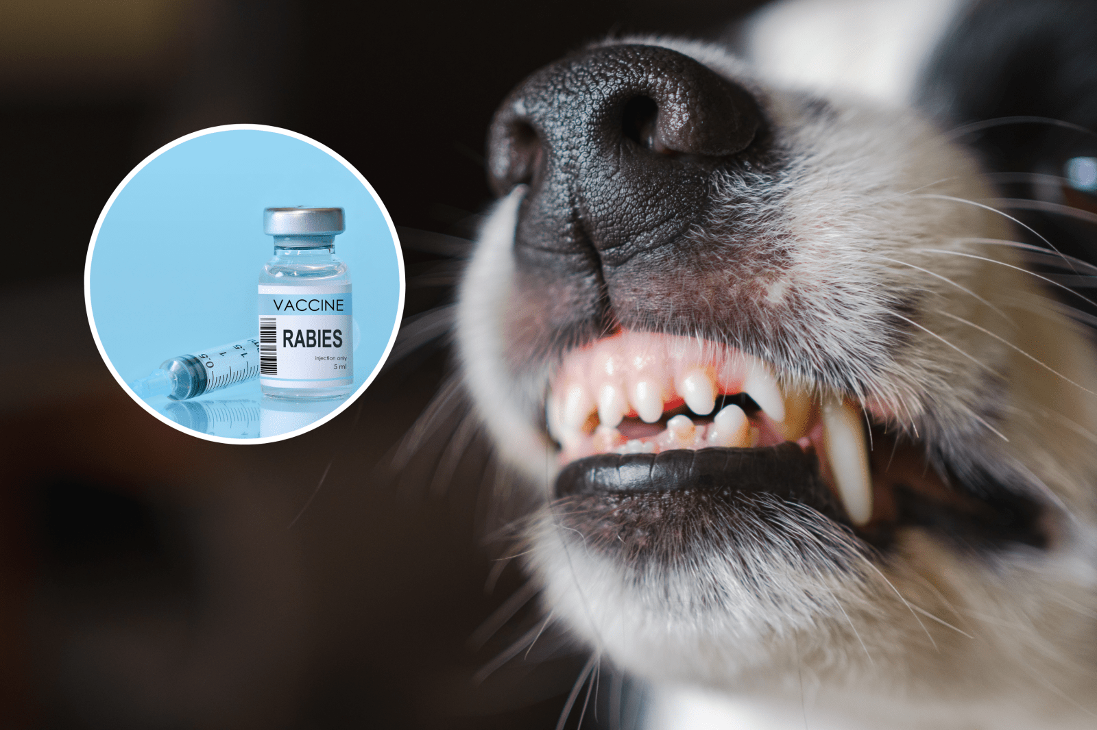 Increase in Rabies Exposures Leads to National Health Advisory